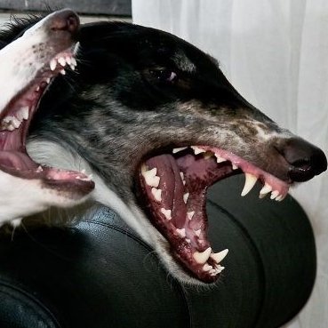Borzoi